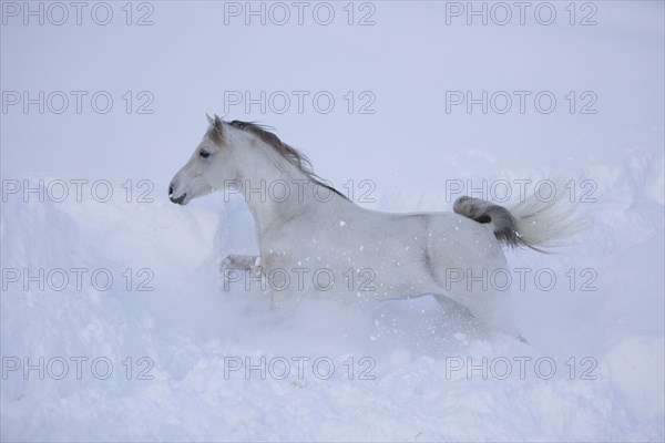 Thoroughbred Arabian grey mare trots through the deep snow