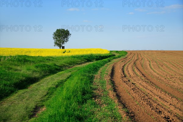 Field path in spring