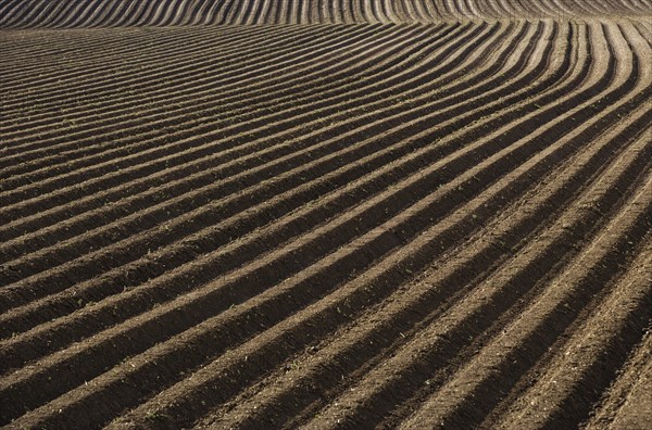 Ploughed furrows