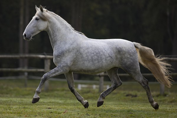 Pura Raza Espanola Schimmel trotting in the paddock in autumn