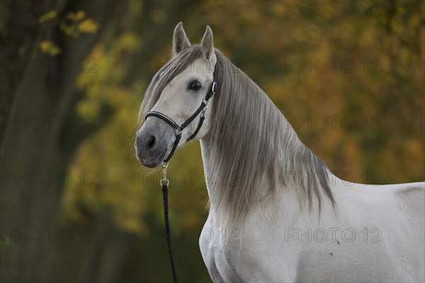 P.R.E. grey stallion portrait in the autumn