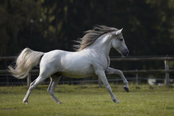 P.R.E. grey stallion galloping over the autumn pasture