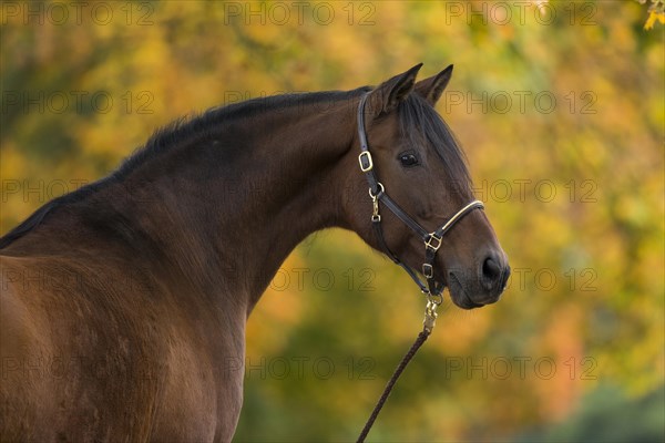 Brown P.R.E. gelding in autumn