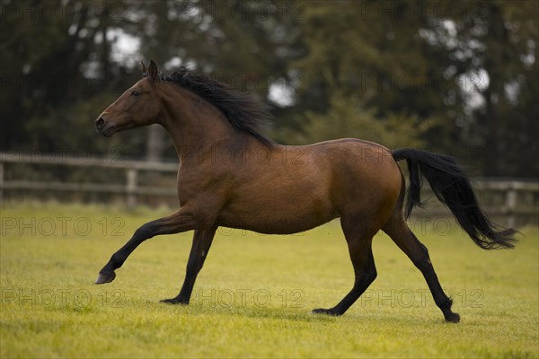 Brown P.R.E. gelding galloping across the pasture in autumn