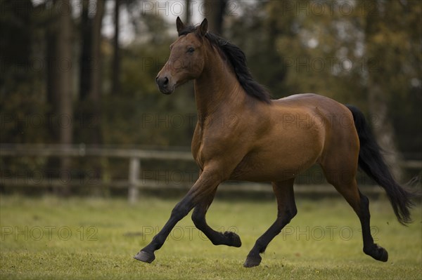 Brown P.R.E. gelding trotting over the pasture in autumn