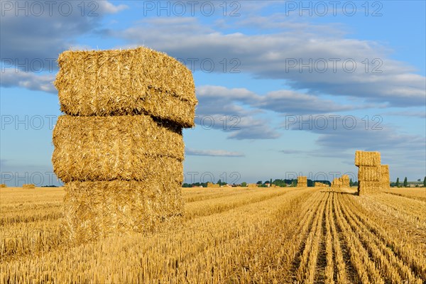 Stubble field with bales of straw in summer