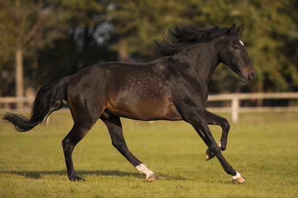 Brown P.R.E. gelding in movement in autumn