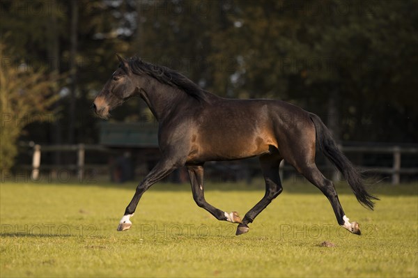 Brown P.R.E. gelding in movement in autumn