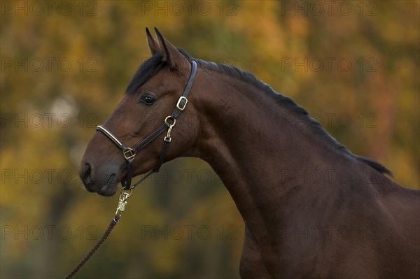 Portrait of a young bay P.R.E. stallion in autumn