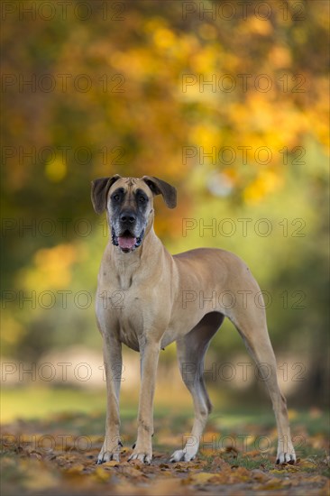 Great Dane in autumn