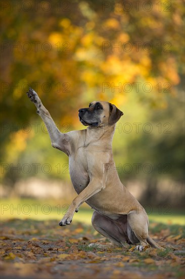 Great Dane in autumn gives paw