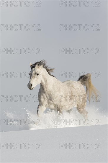 Thoroughbred Arabian mare grey in snow