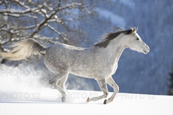 Thoroughbred Arabian mare grey in snow