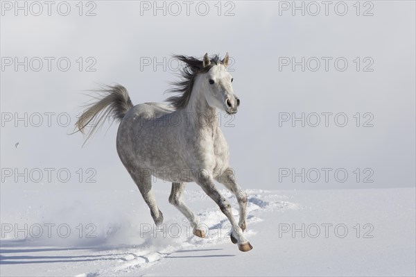 Thoroughbred Arabian mare grey in snow