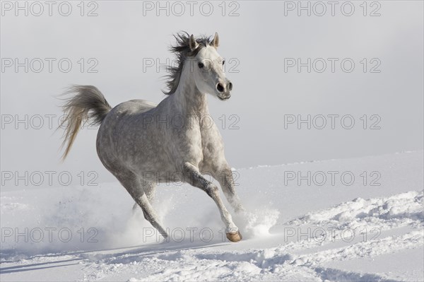 Thoroughbred Arabian mare grey in snow