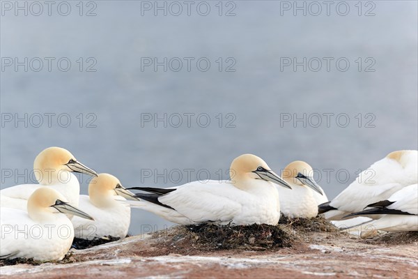 Northern gannet (Morus bassanus) breeding at Lummenfelsen