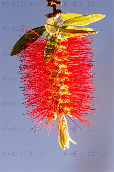 Bottlebrush (Callistemon) glows in the sunshine