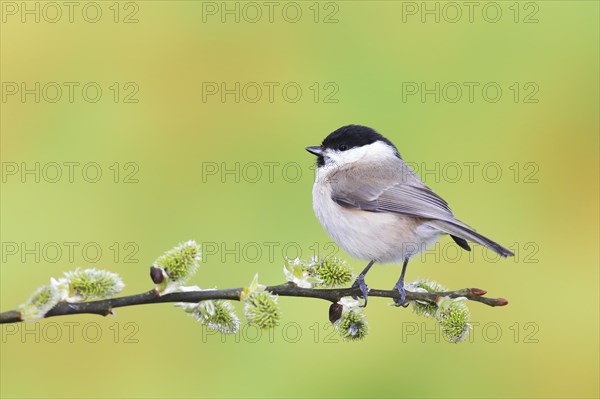 Marsh tit (Parus palustris)