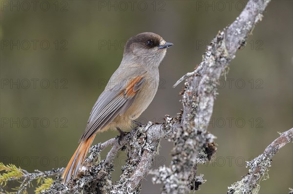 Siberian jay (Perisoreus infaustus) sitting on a branch