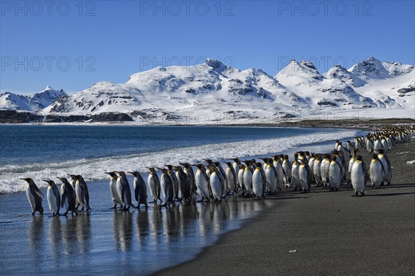 King Penguins (Aptenodytes patagonicus) at the beach