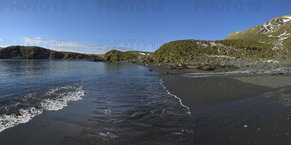 Southern Elephant seals (Mirounga leonina) on the beach