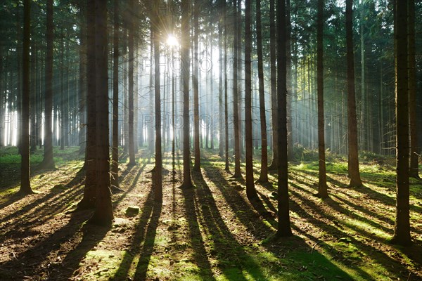 Light-flooded spruce forest