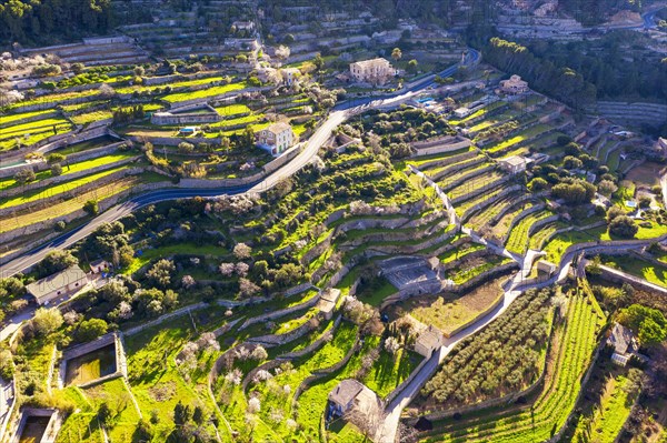 Terraced fields in Banyalbufar