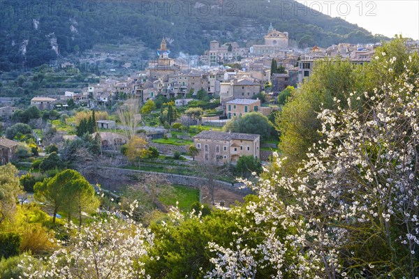 Almond blossom