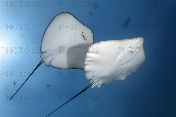 Left Blackspotted stingray (Taeniura meyeni)