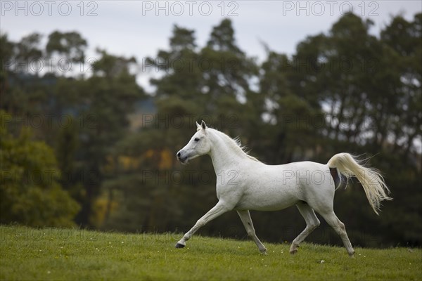 Thoroughbred Arabian grey stallion trotting on the autumn meadow