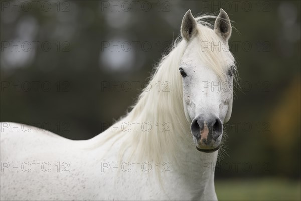 Thoroughbred Arabian grey stallion on the autumn pasture