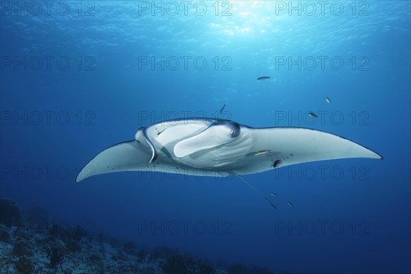 Reef manta ray (Manta alfredi) from front