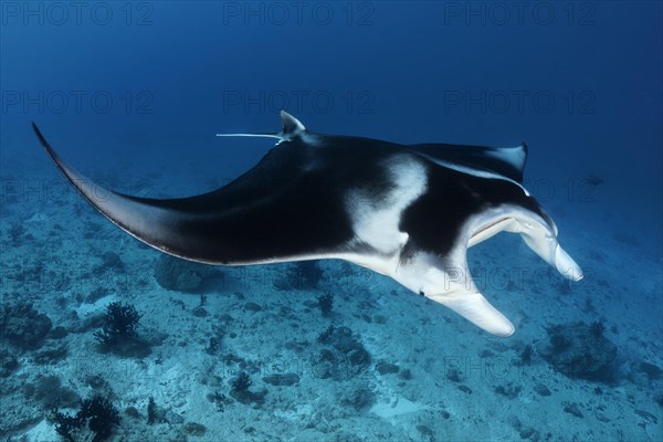 Reef manta ray (Manta alfredi) swims over coral reef