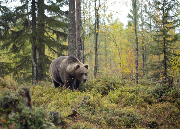 Brown bear (Ursus arctos)