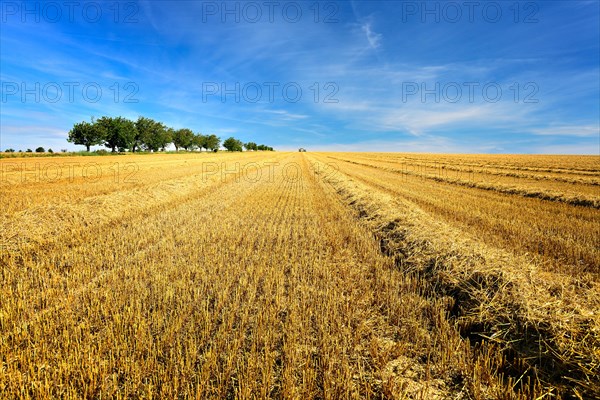 Stubble field under a blue sky