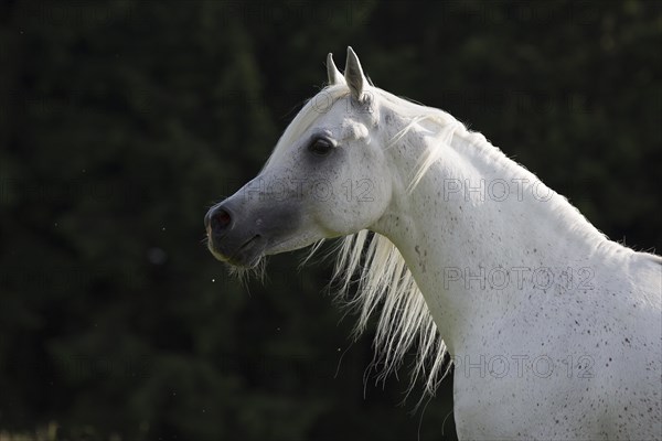 Thoroughbred Arabian grey stallion portrait free