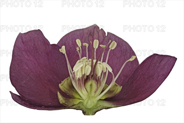 Flower of lenten rose (Helleborus orientalis)