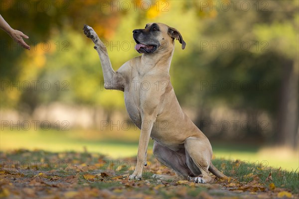 Great Dane in autumn gives paw