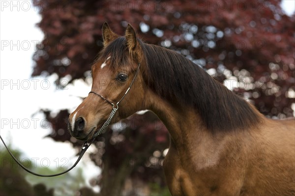 Portrait of a young thoroughbred Arabian stallion