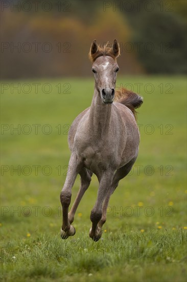 Young Thoroughbred Arabian stallion raging across the autumn pasture