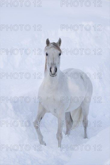 Thoroughbred Arabian mare grey in deep snow