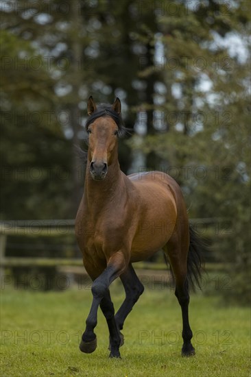 Brown P.R.E. stallion in trot over the paddock