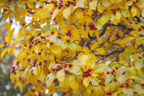 Apple thorn (Crataegus x lavallei 'Carrierei') in autumn