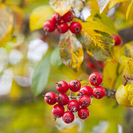 Apple thorn (Crataegus x lavallei 'Carrierei') in autumn