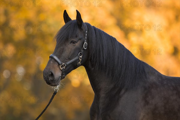 Brown P.R.E. gelding in portrait in autumn