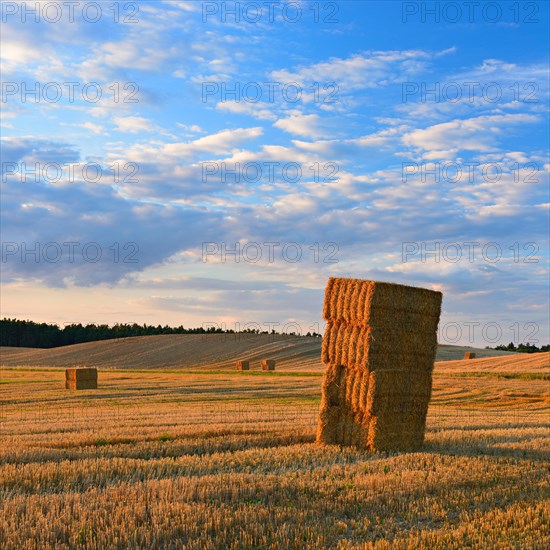 Stubble field with bales of straw in the evening light in summer