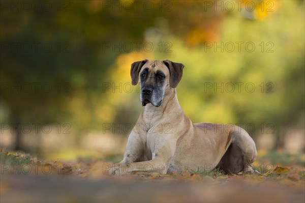 Great Dane in autumn