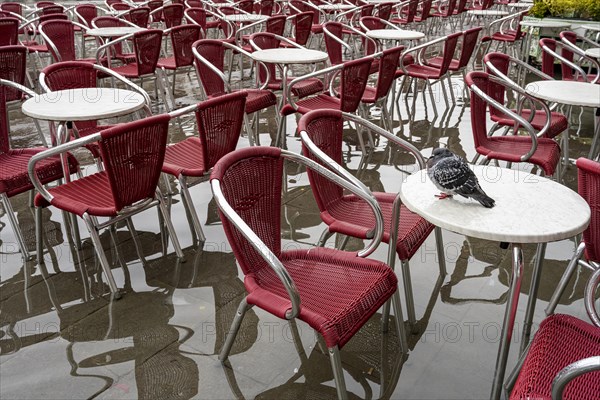 Dove sits undisturbed on a table at Acqua alta