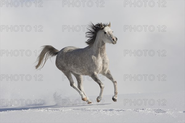 Thoroughbred Arabian mare grey in snow