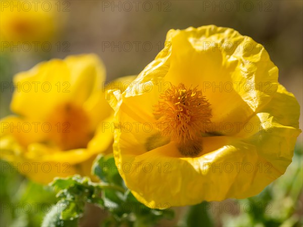 Yellow Welsh poppy (Meconopsis cambrica)